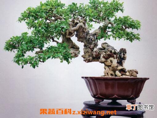 十大盆景名贵树种排名
