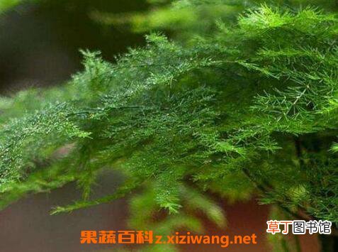 文竹叶子发黄怎么办 文竹叶子发黄的原因