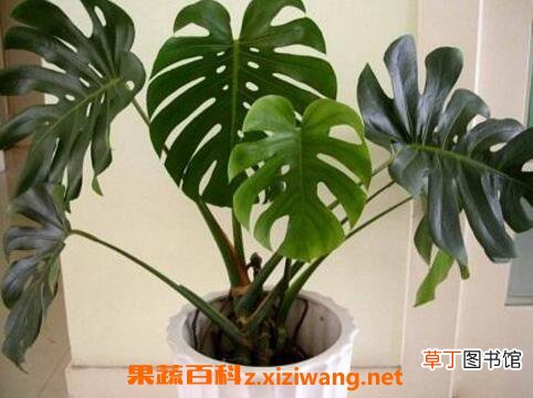 龟背竹叶子发黄怎么办