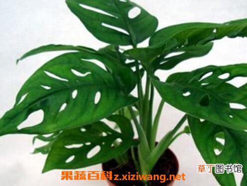 龟背竹叶子发黄怎么办