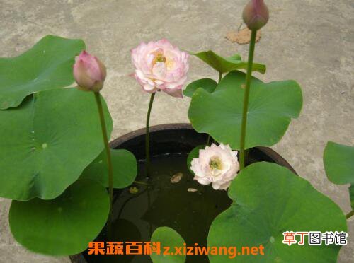 碗莲如何养殖 碗莲的种植方法
