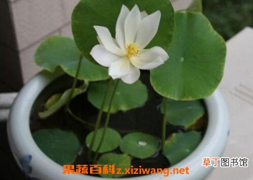 碗莲如何养殖 碗莲的种植方法