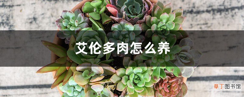 艾伦多肉怎么养