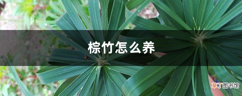 棕竹怎么养才长得好