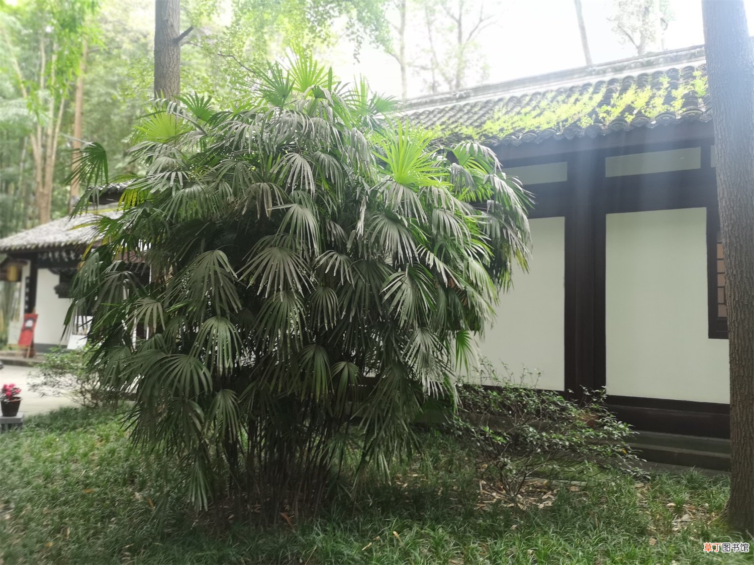 棕竹怎么养才长得好