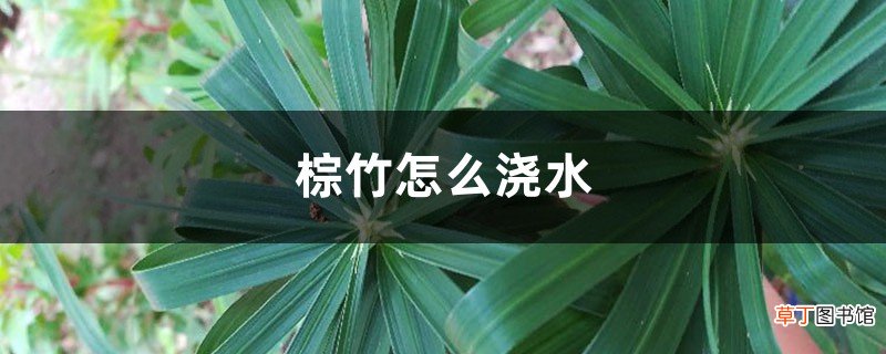 棕竹怎么浇水，几天浇一次水