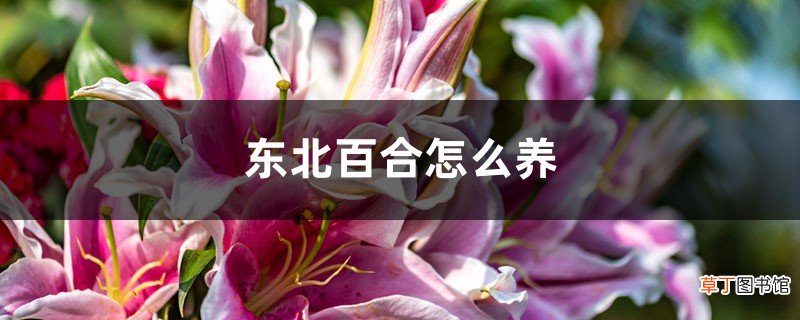 东北百合怎么养