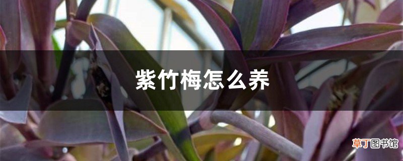 紫竹梅如何养