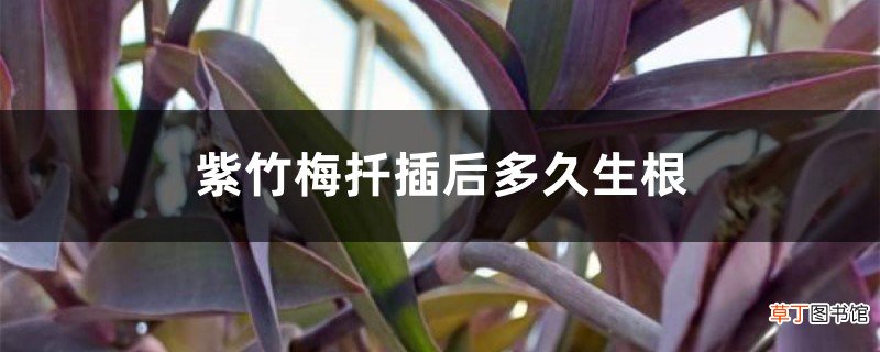 紫竹梅扦插后多久生根，用什么土