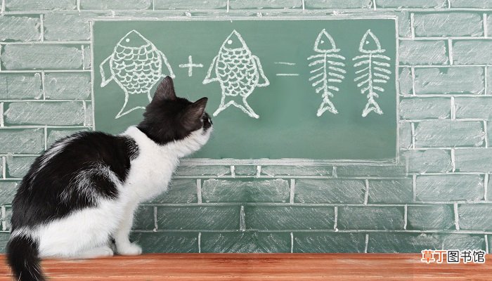 梦见被猫抓咬什么预兆