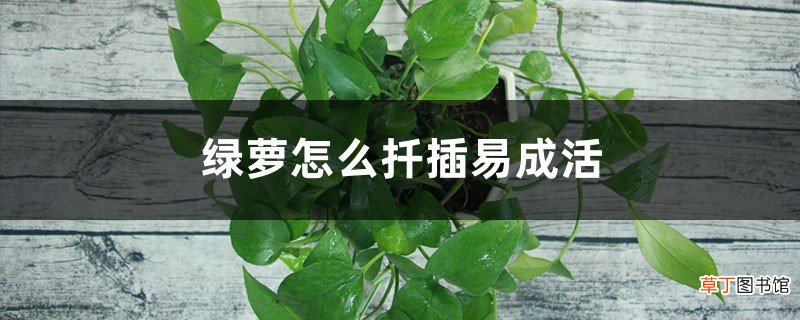 学会这几种绿萝的扦插方法，家里多的放不下