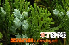 崖柏与檀香的功效与作用