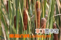 中药生蒲黄的功效与作用