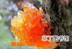 桃胶副作用 桃胶的食用方法