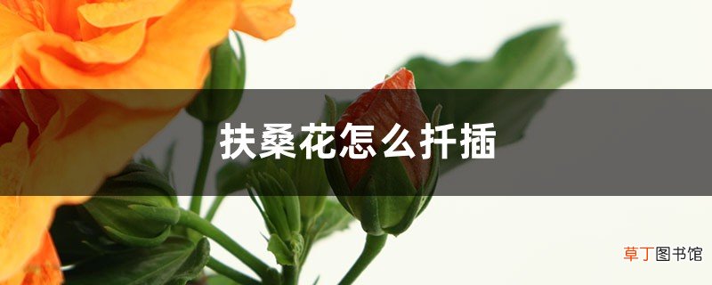 扦插方法图解 扶桑花怎么扦插