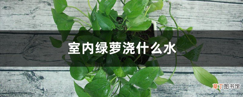 室内绿萝浇什么水，多久浇一次？