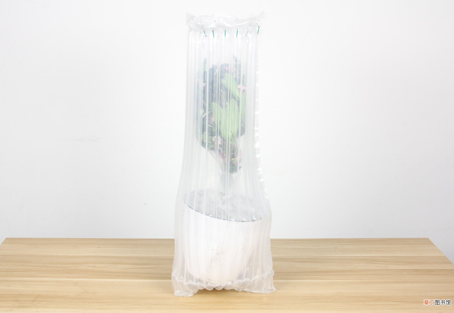 金边瑞香秋天怎么养护，放室内还是室外