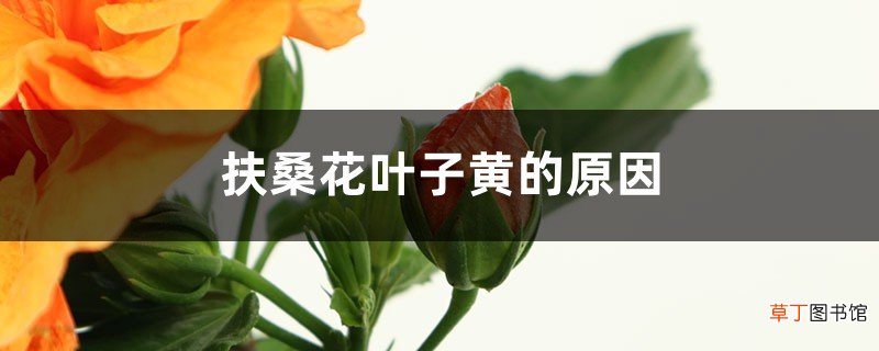 扶桑花叶子黄的原因，叶子蔫了怎么挽救