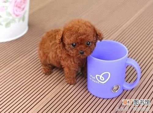 茶杯贵宾犬 茶杯贵宾犬的价格是多少钱一只