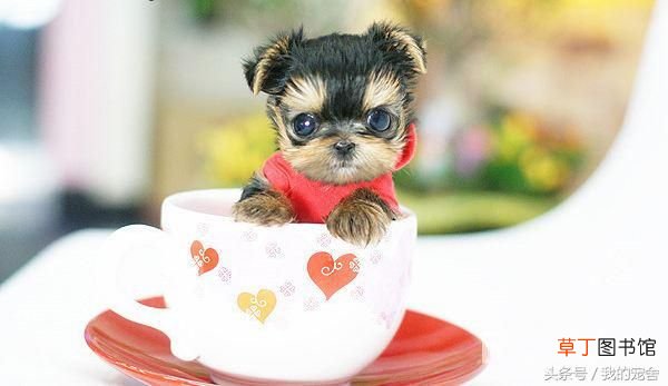 茶杯贵宾犬 茶杯贵宾犬的价格是多少钱一只