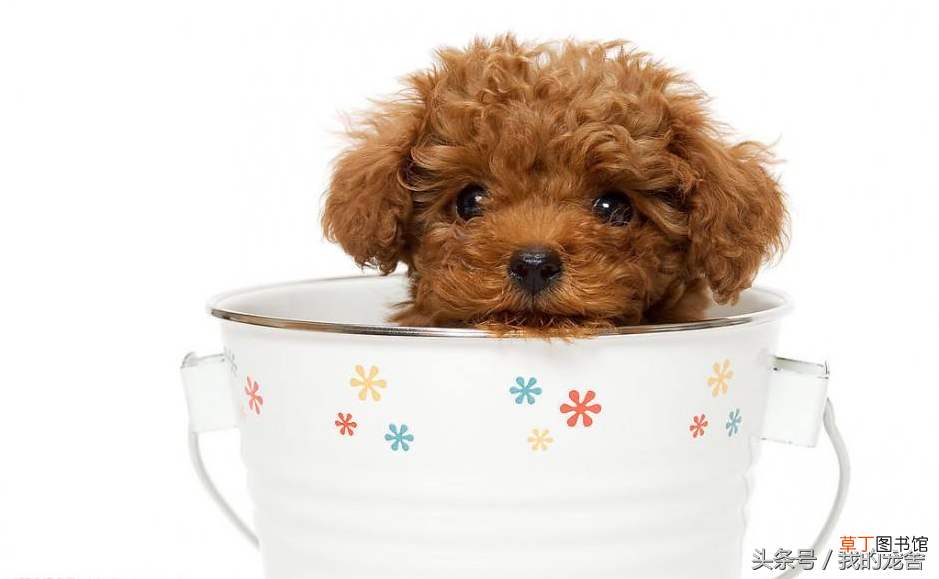 茶杯贵宾犬 茶杯贵宾犬的价格是多少钱一只