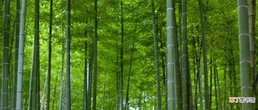 梦见砍竹子是什么意思