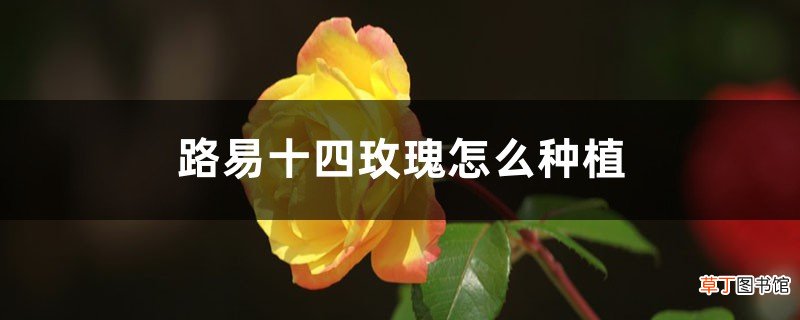 路易十四玫瑰怎么种植：好养吗？怎么养？