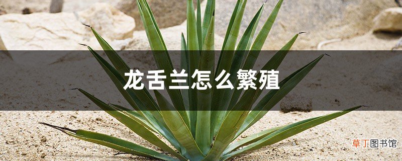 龙舌兰怎么繁殖，叶片能繁殖吗
