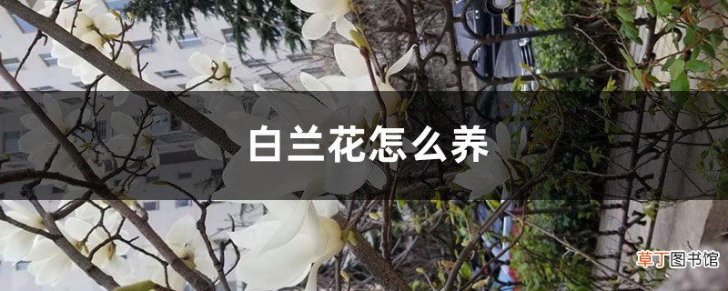 盆栽白兰花的养殖方法