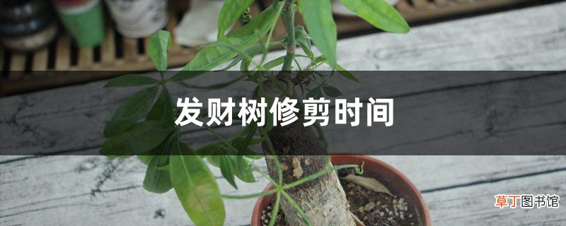 发财树修剪时间，正确时间来一刀，来年长更猛！