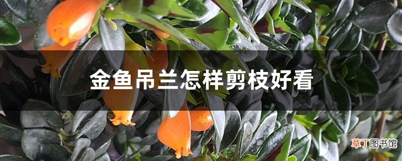 金鱼吊兰怎样剪枝好看，冬天能剪枝吗