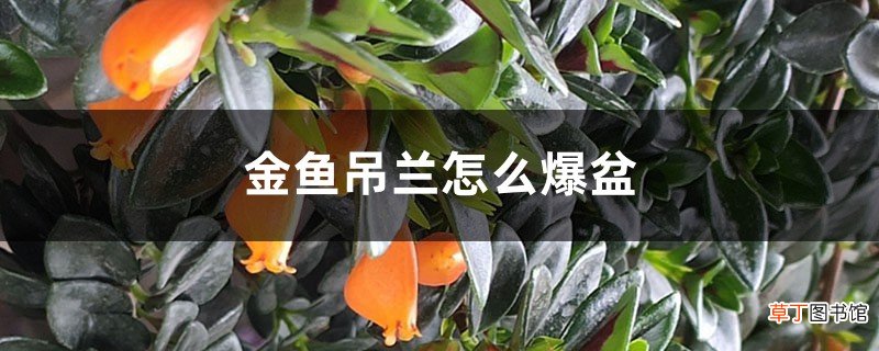 金鱼吊兰怎么爆盆，一枝能爆盆吗？