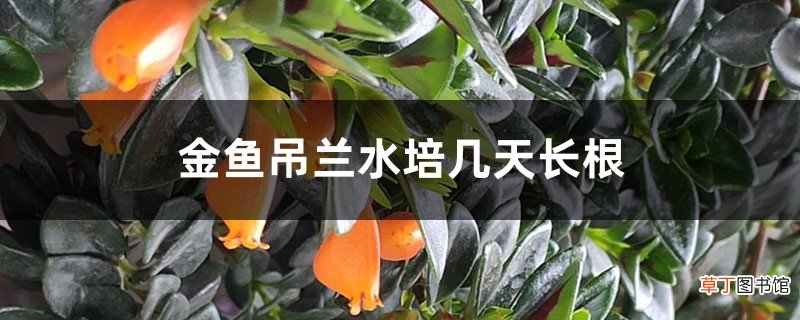 金鱼吊兰水培几天长根，怎么长得快