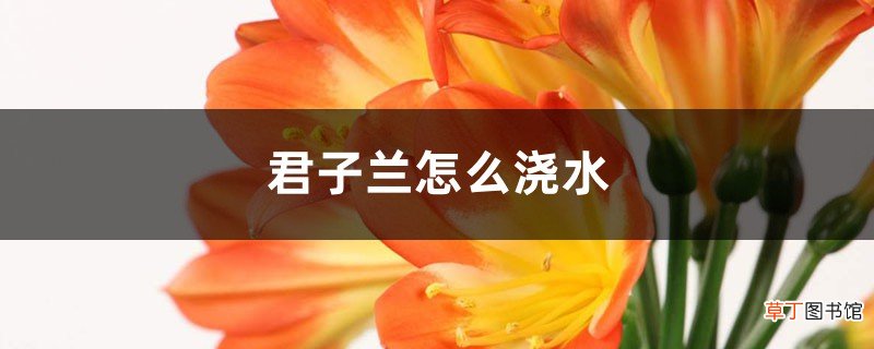 阳台养君子兰怎么浇水