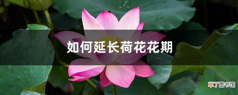 怎么延长荷花花期，花期一般有多长