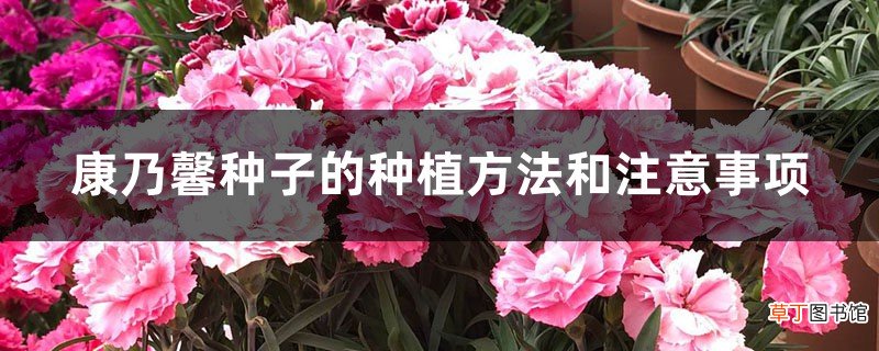 什么季节种植，好发芽吗 盆栽康乃馨种子怎么种