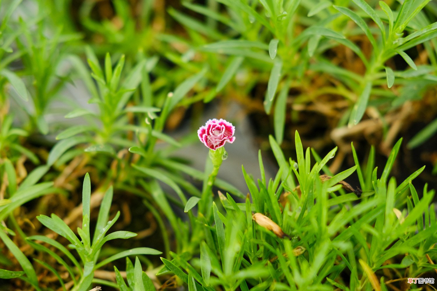 什么季节种植，好发芽吗 盆栽康乃馨种子怎么种