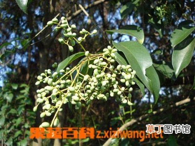 中药女贞子的功效与作用