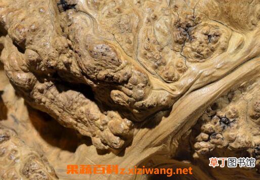 崖柏的功效与作用