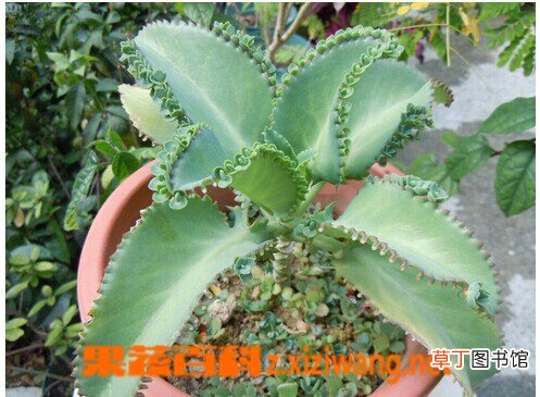 宽叶落地生根的功效与作用