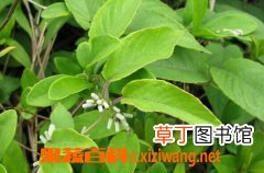 白毛鸡矢藤的功效与作用