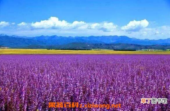 紫油菜花的功效与作用