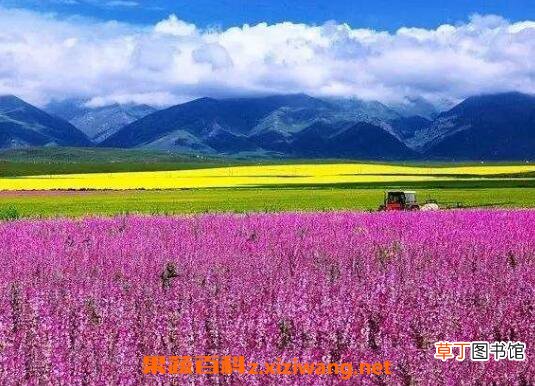 紫油菜花的功效与作用