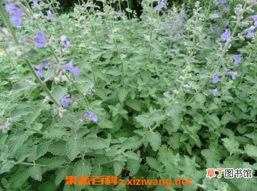 猫薄荷是什么 猫薄荷对猫的好处和危害