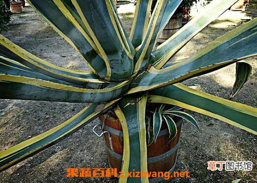 金边龙舌兰的功效与作用及药用价值
