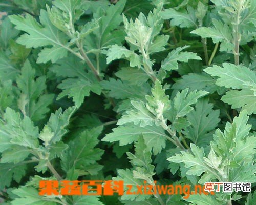 艾叶泡脚有什么好处