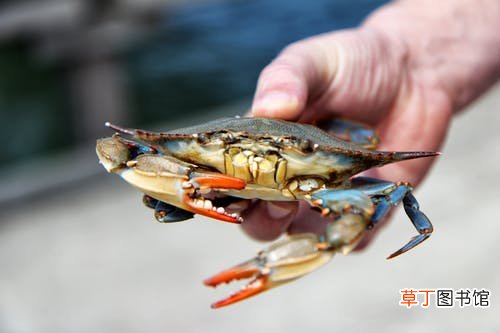 梦见被螃蟹夹手是什么意思