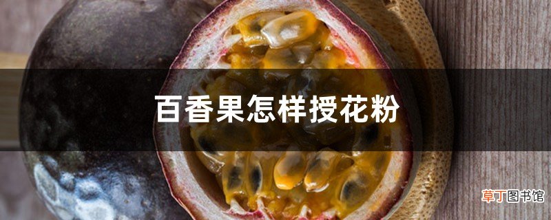 自花授粉和人工授粉 百香果怎样授花粉