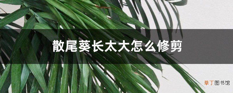 散尾葵长太大怎么办？根部和叶子都要修剪！