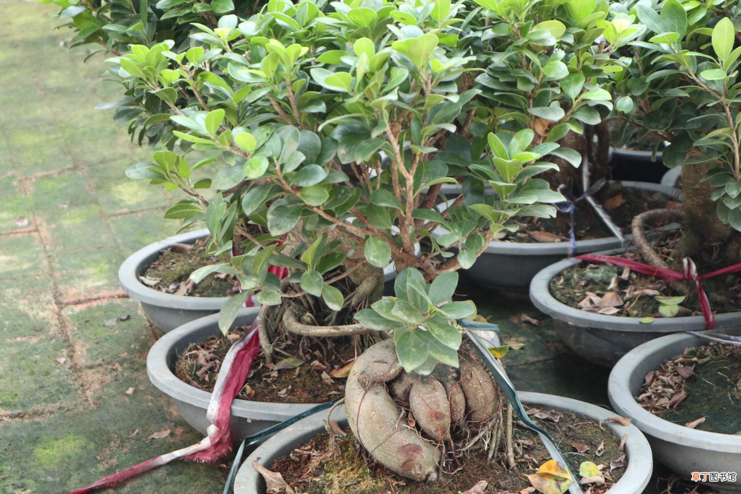 人参榕树怎样长得茂盛，根变大？